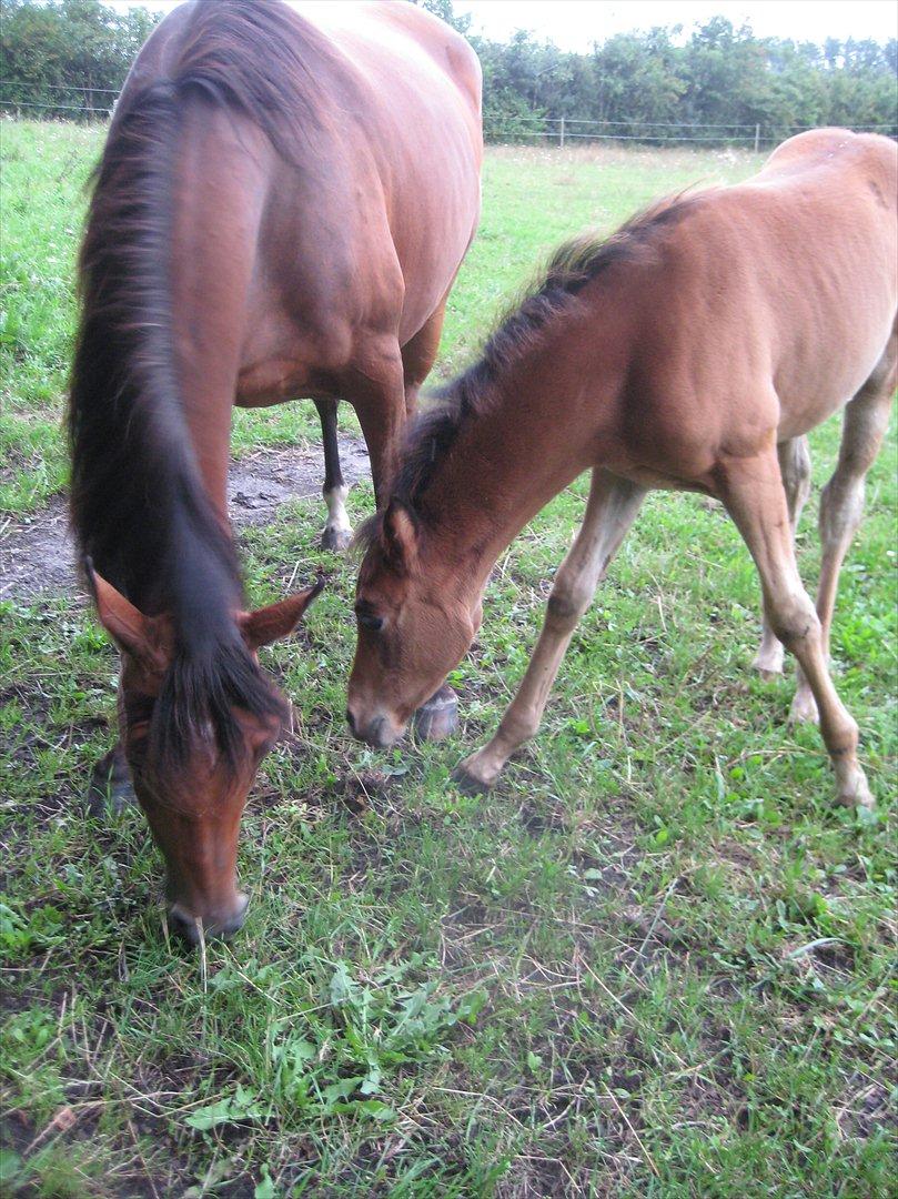 Arabisk fuldblod (OX) Majona By Marahepa billede 18