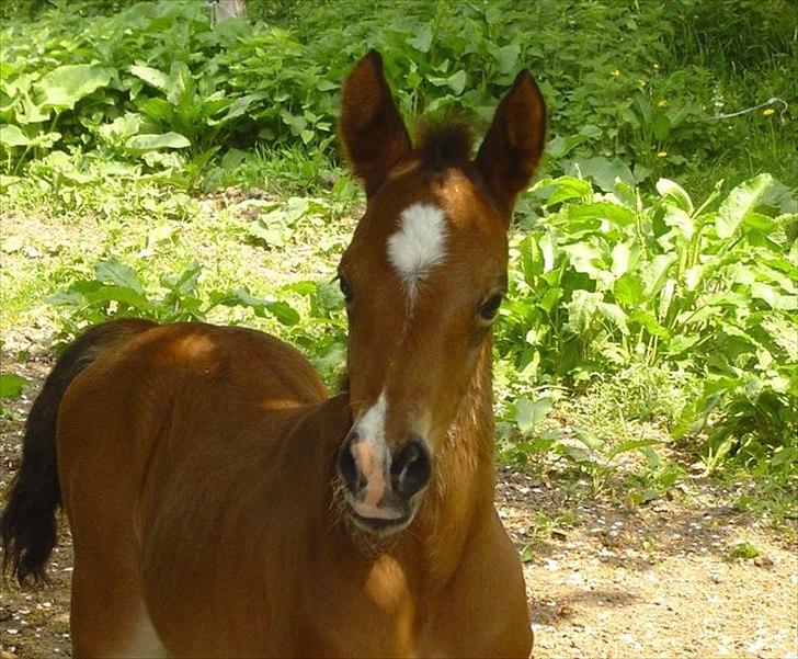 Arabisk fuldblod (OX) Shah El Manox - Manox 2 dage gammel billede 19