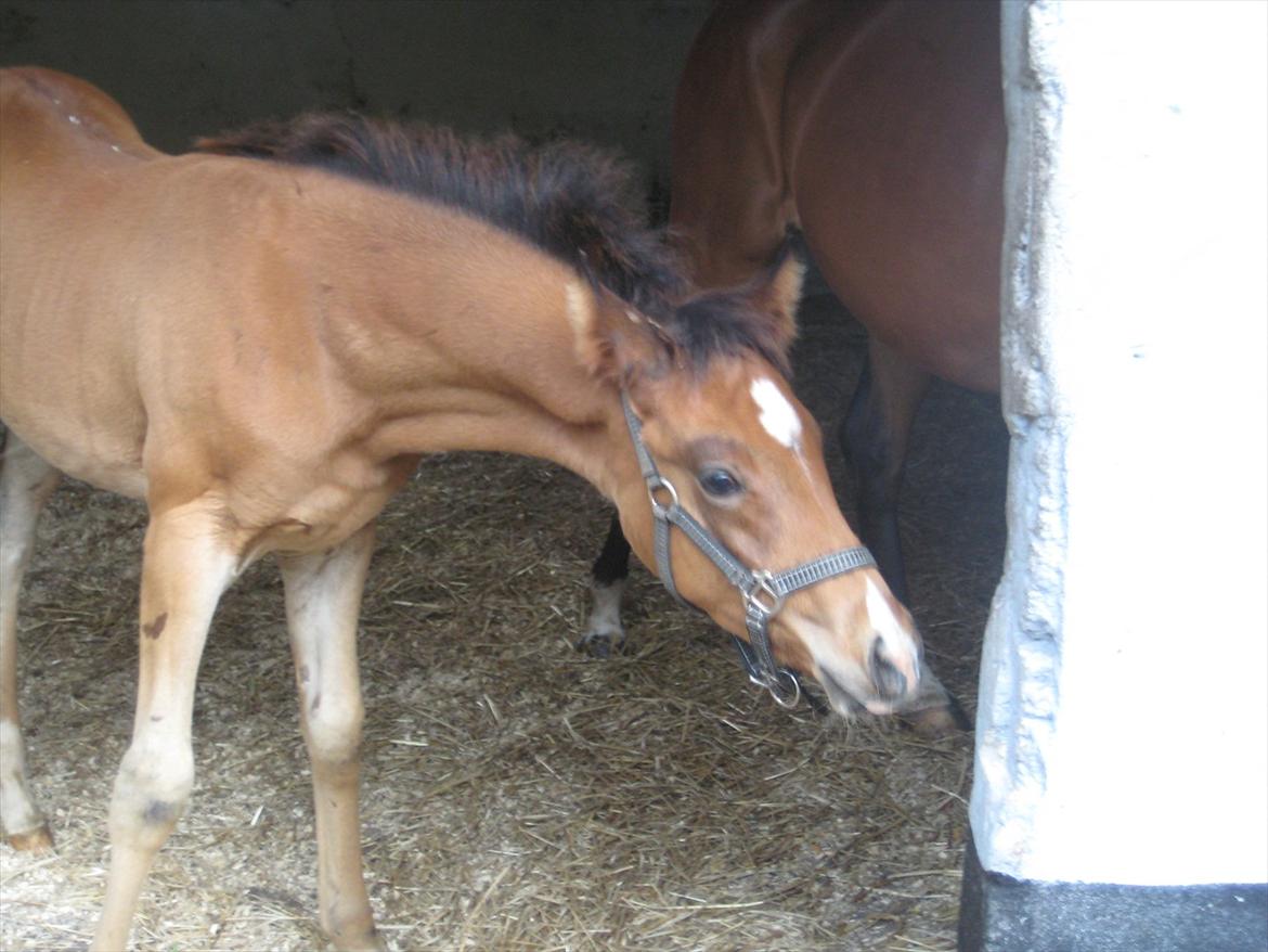 Arabisk fuldblod (OX) Shah El Manox billede 3