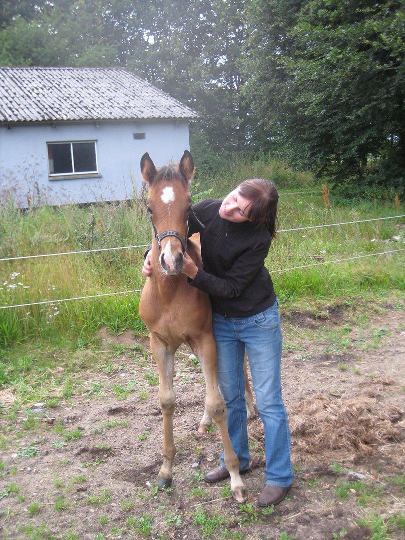 Arabisk fuldblod (OX) Shah El Manox billede 4