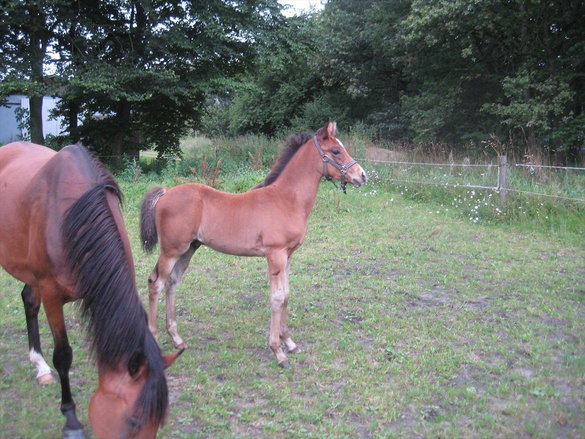 Arabisk fuldblod (OX) Shah El Manox billede 12