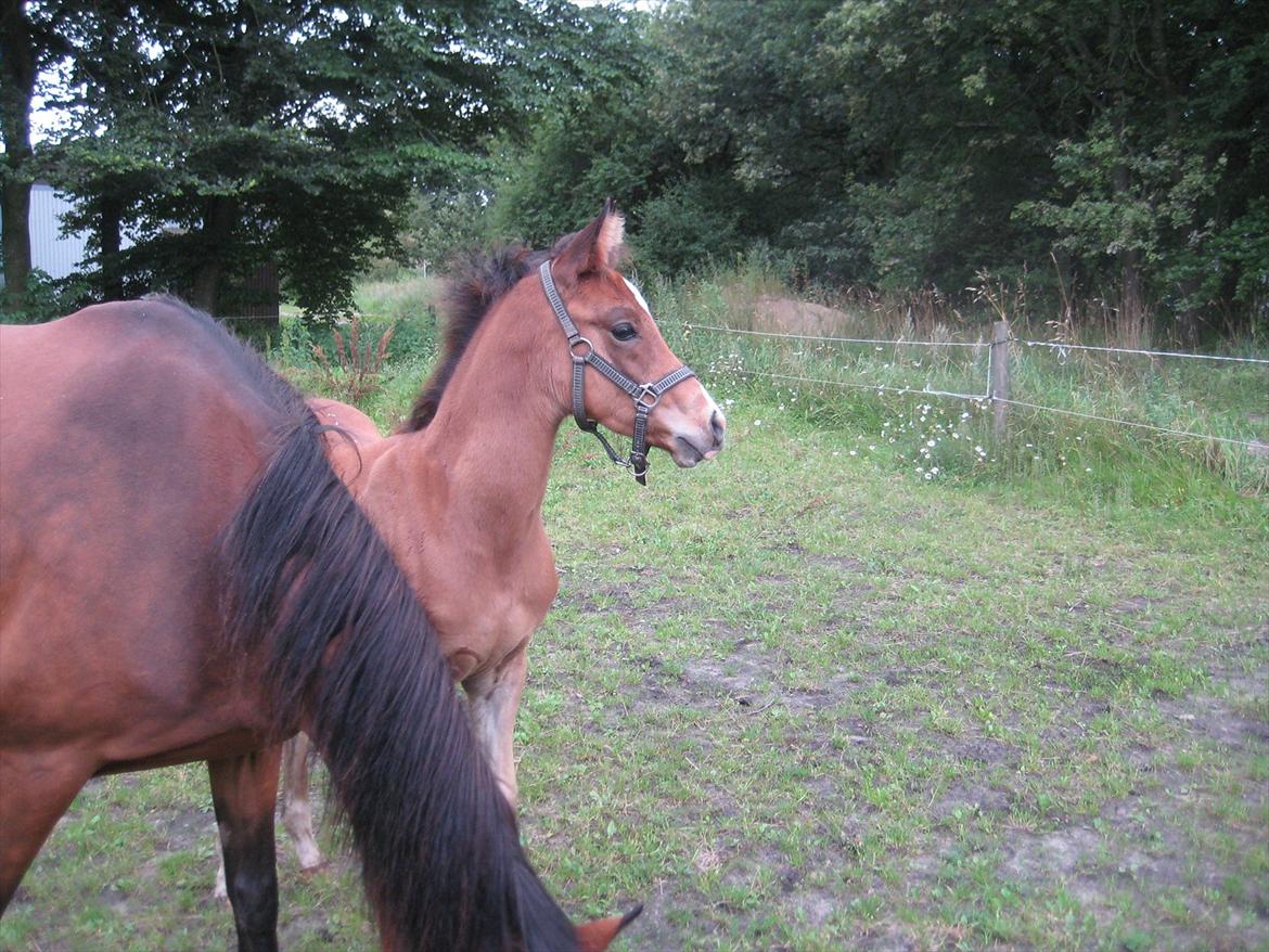 Arabisk fuldblod (OX) Shah El Manox billede 14