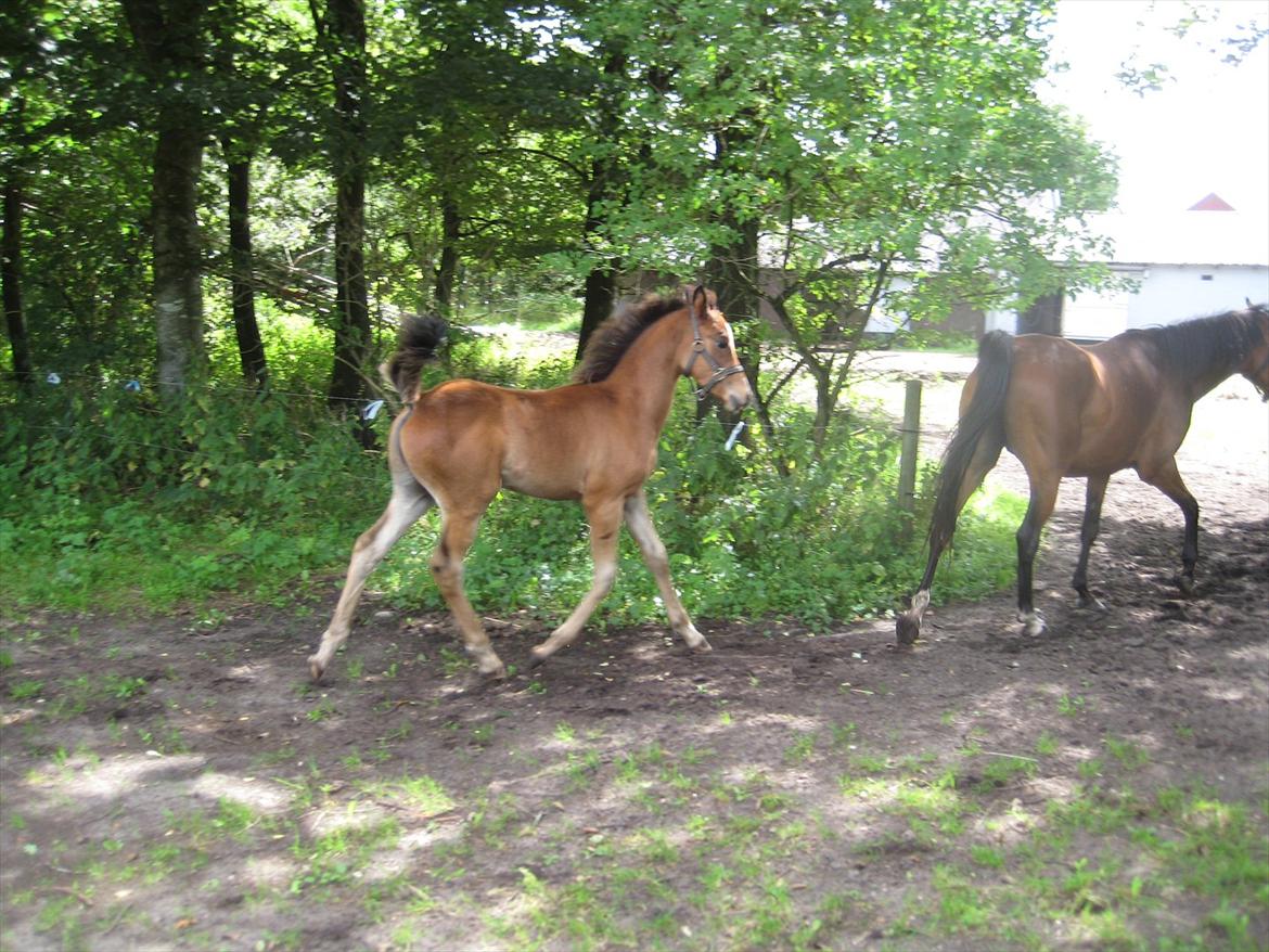 Arabisk fuldblod (OX) Shah El Manox billede 18