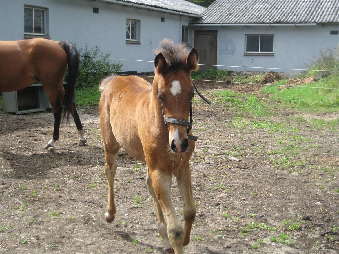 Arabisk fuldblod (OX) Shah El Manox billede 16