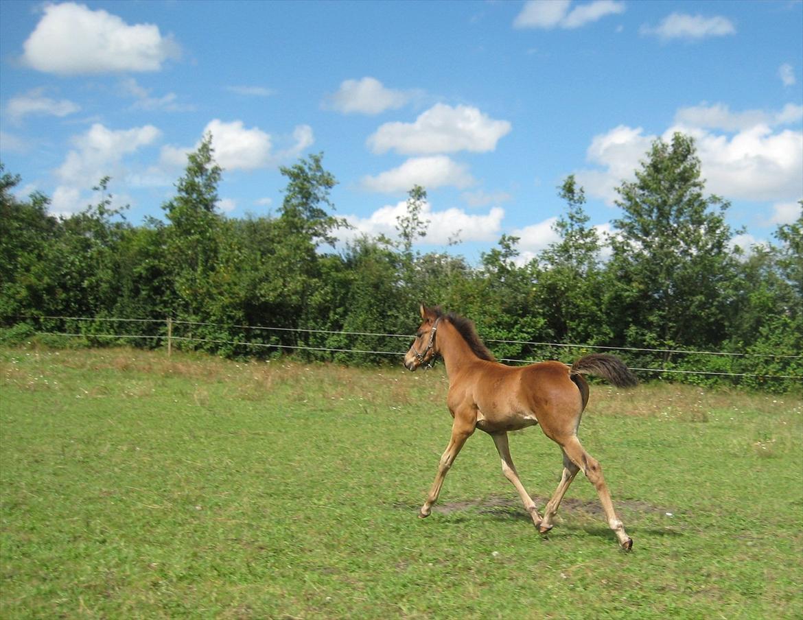 Arabisk fuldblod (OX) Shah El Manox billede 15