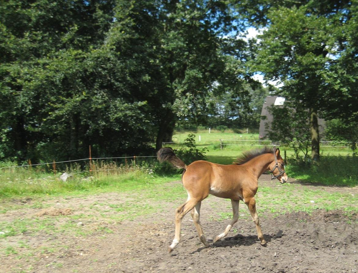 Arabisk fuldblod (OX) Shah El Manox billede 17