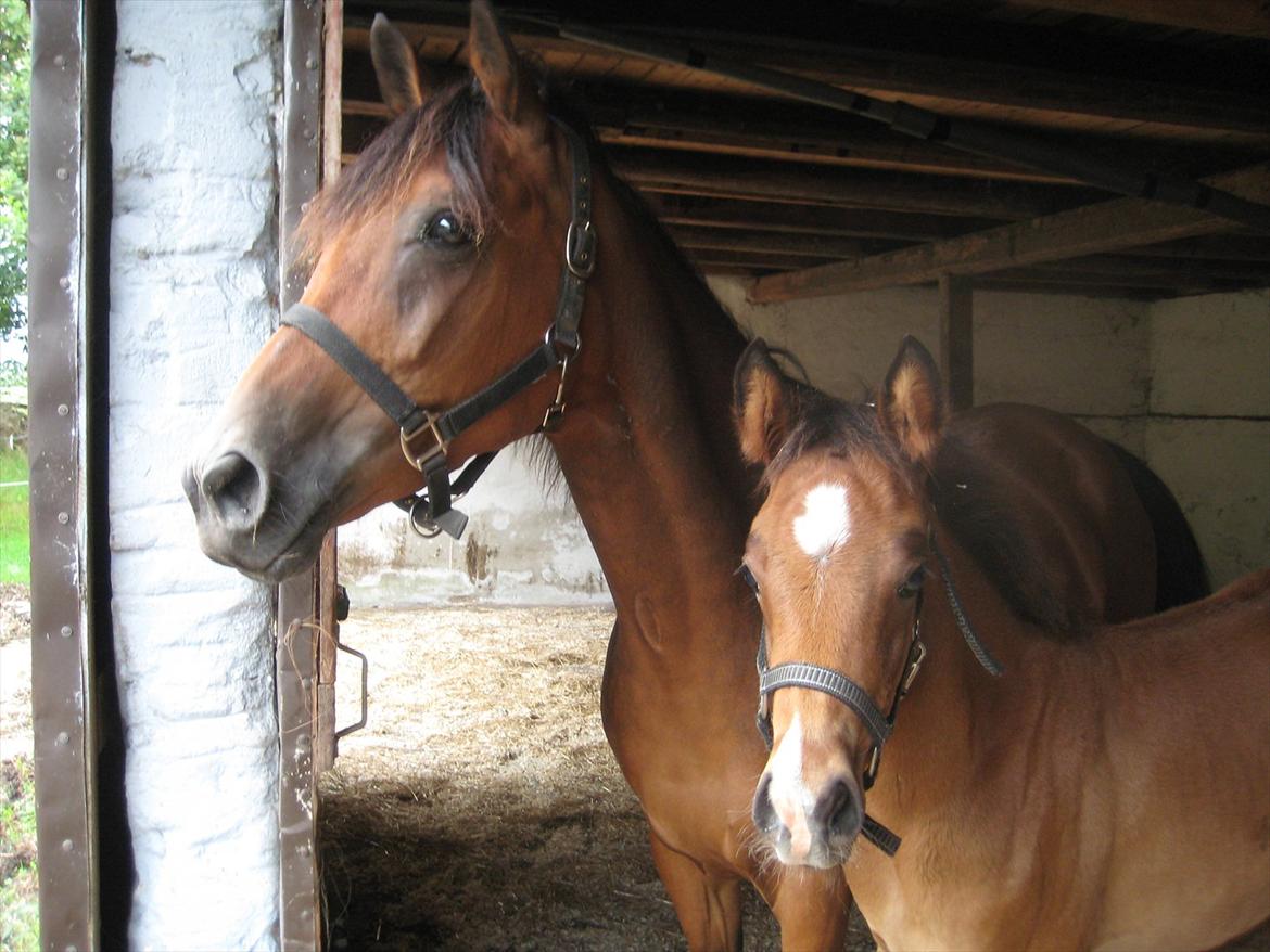 Arabisk fuldblod (OX) Shah El Manox billede 13