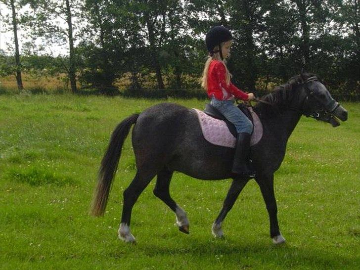 Welsh Pony (sec B) Lukas - Gammelt, ved ikke hvornår det er fra.
Men nogle år er det nok. billede 13