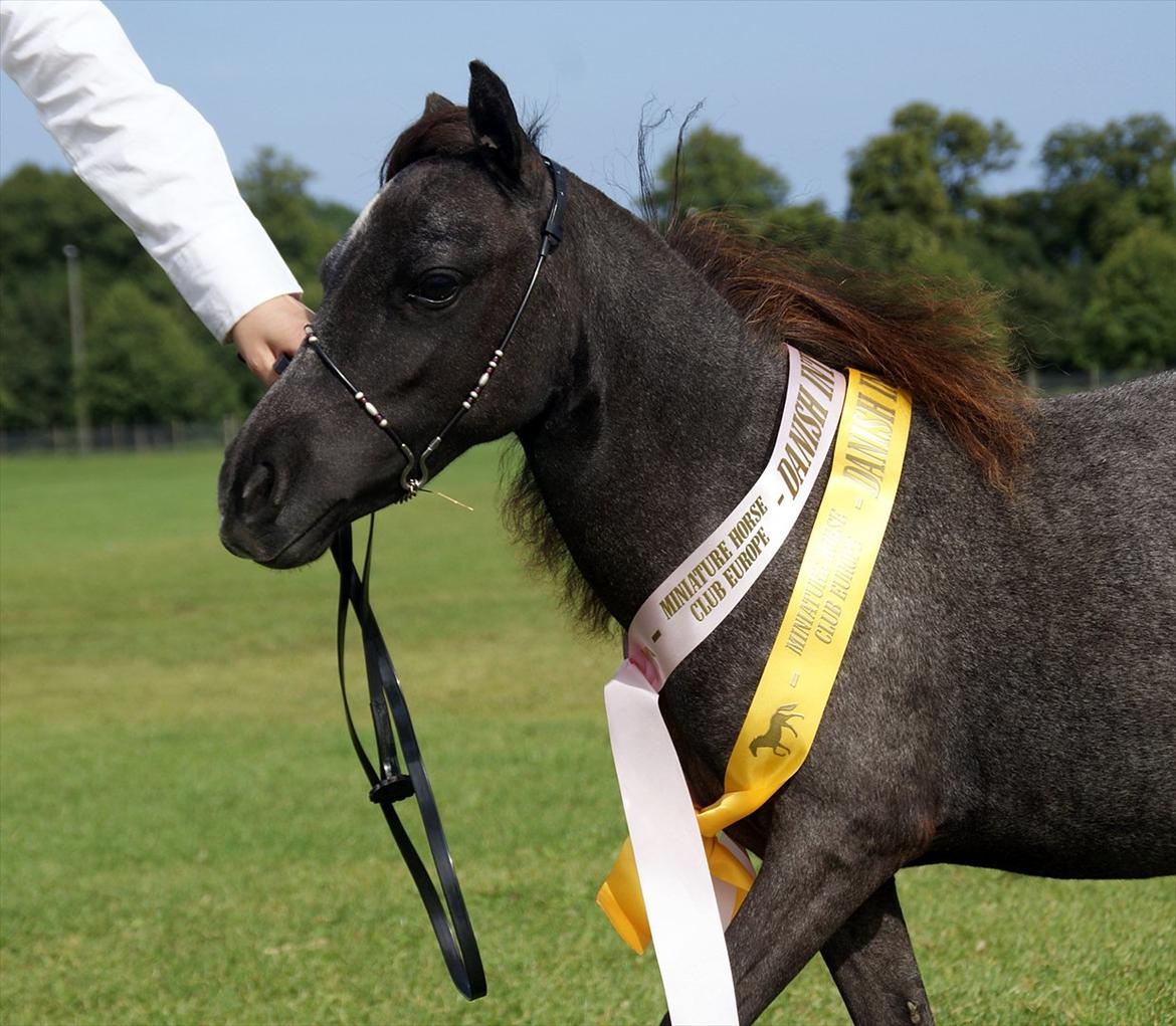 Belgisk Miniature RKG Moons Happy Miracle - Velkommen til Miras profil. Foto d. 6 august 2011 billede 1
