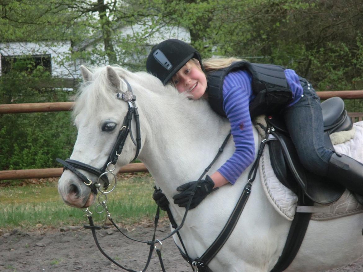 Welsh Pony (sec B) Tanggårds Figo billede 1