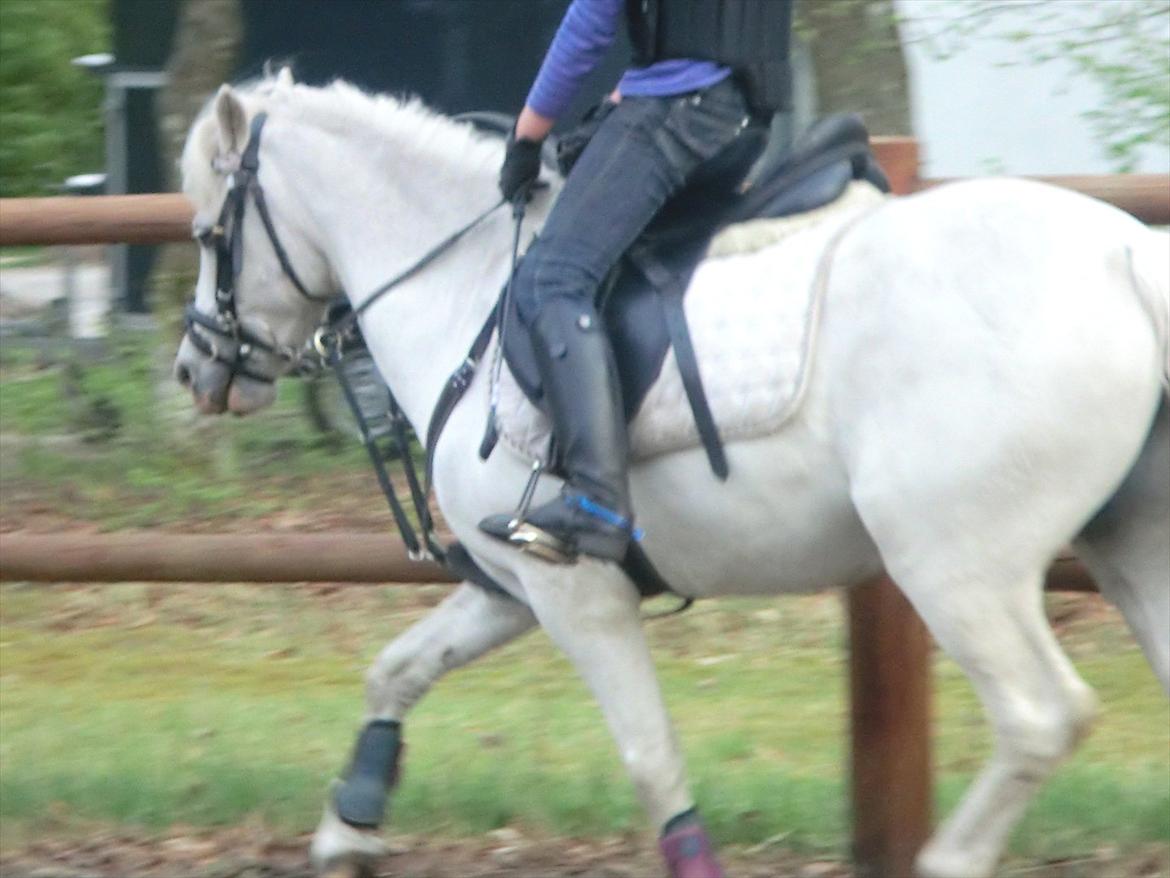 Welsh Pony (sec B) Tanggårds Figo billede 2