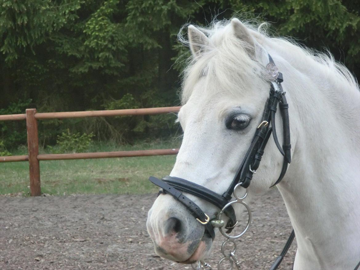 Welsh Pony (sec B) Tanggårds Figo billede 3