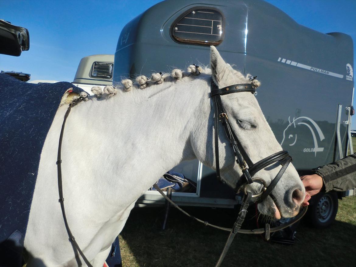 Welsh Pony (sec B) Tanggårds Figo billede 4