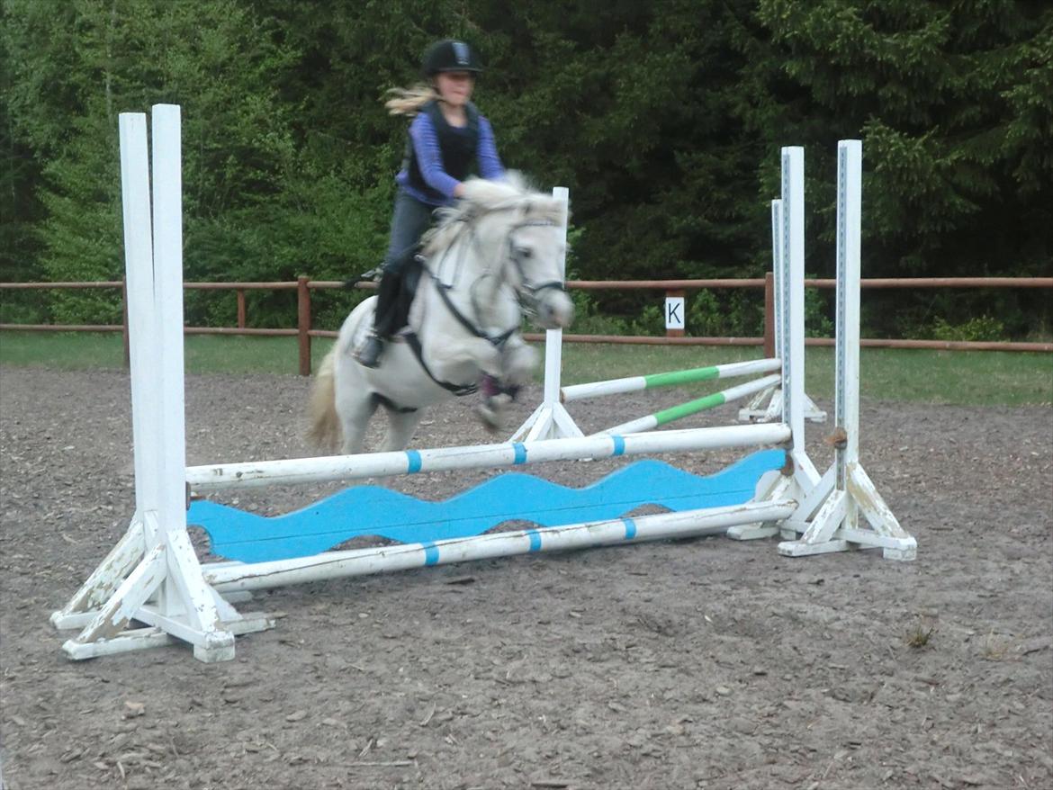 Welsh Pony (sec B) Tanggårds Figo billede 5