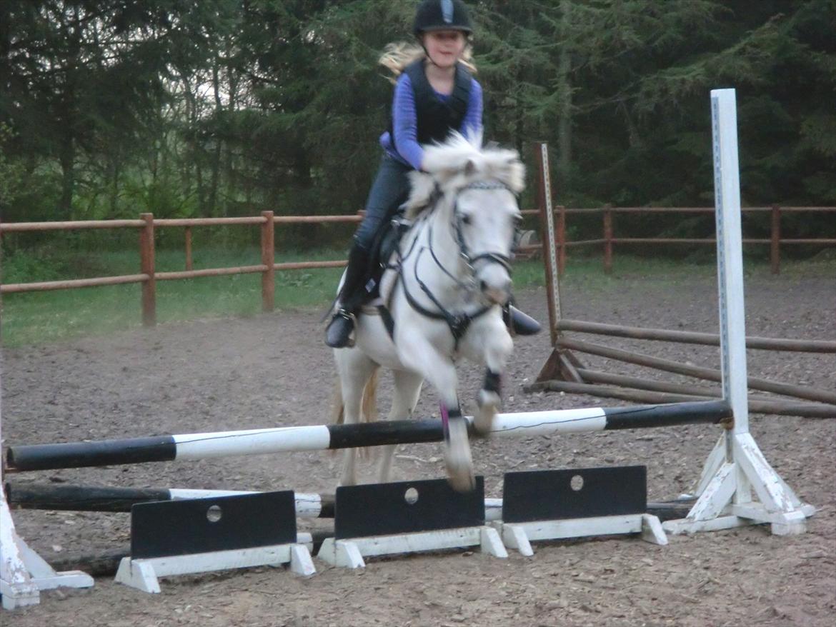 Welsh Pony (sec B) Tanggårds Figo billede 6