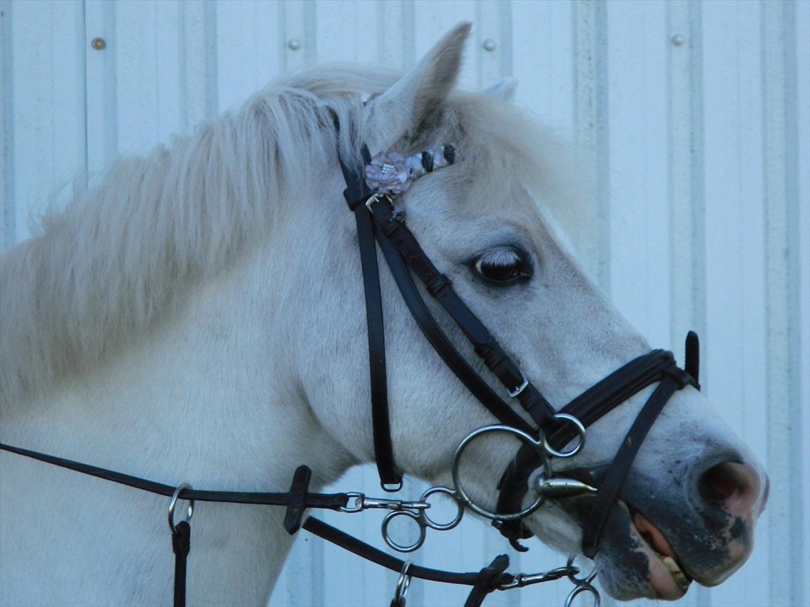 Welsh Pony (sec B) Tanggårds Figo billede 7