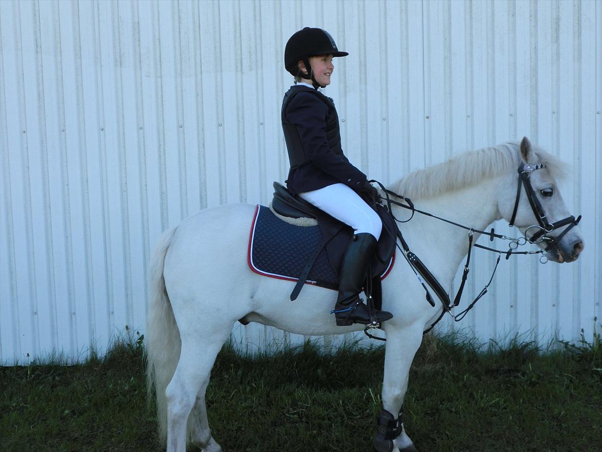 Welsh Pony (sec B) Tanggårds Figo billede 8