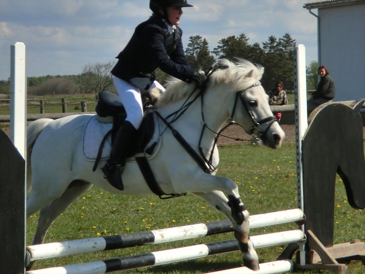 Welsh Pony (sec B) Tanggårds Figo billede 9