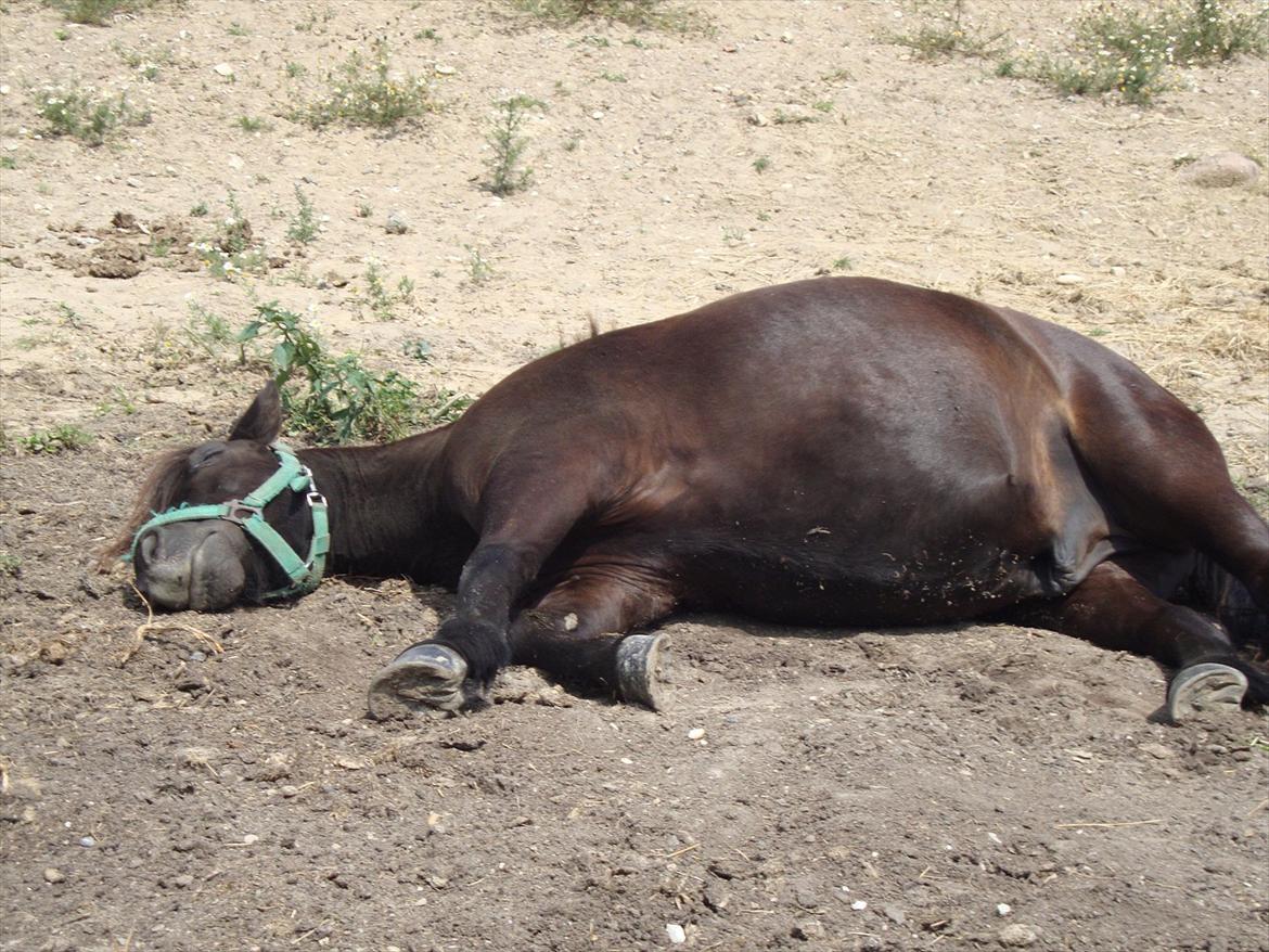 Shetlænder Magnum - Hygger sig på folden<3
 billede 3