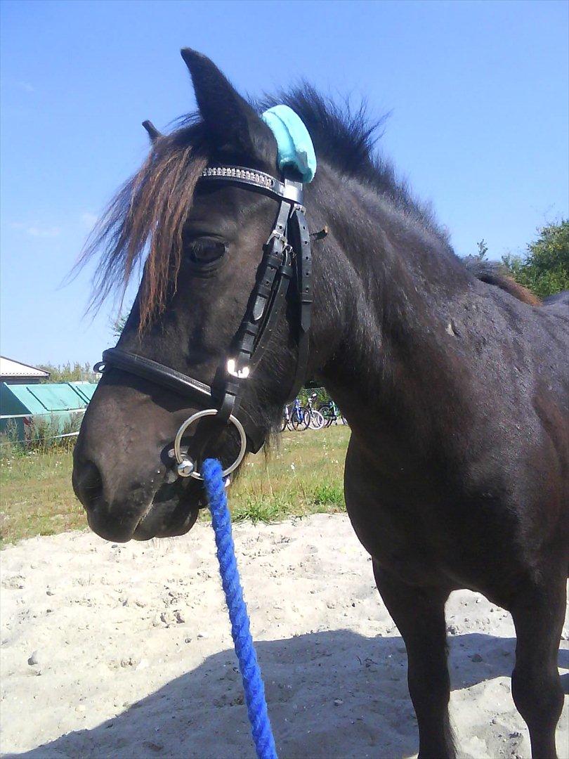 Shetlænder Magnum - Med mit hovedtøj på<3 billede 4