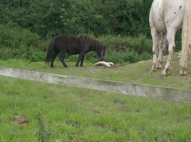 Shetlænder Magnum - Magnum og Spotlight på folden sammen, rigtig gammelt billed!<3
 billede 5