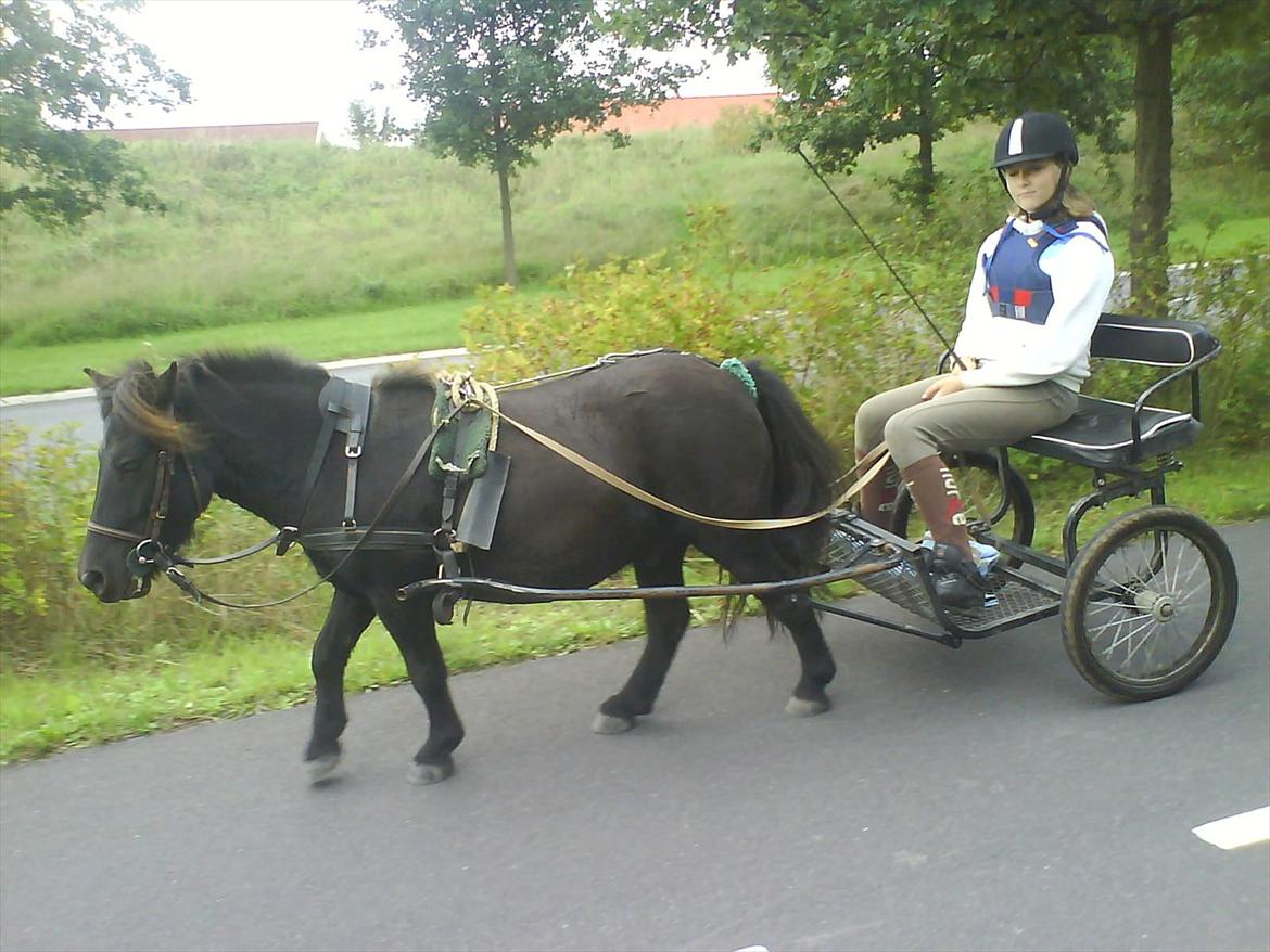 Shetlænder Magnum billede 6