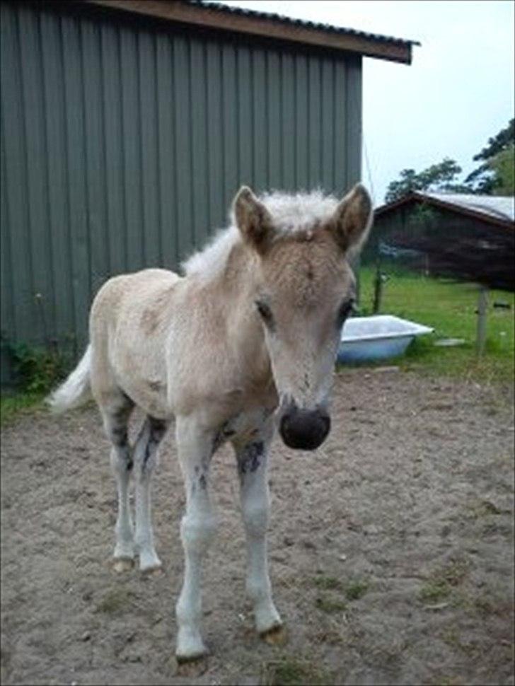 Islænder Djarfur fra Egelyst - Vil ikke nok være søde og stemme mig ind :-) billede 4