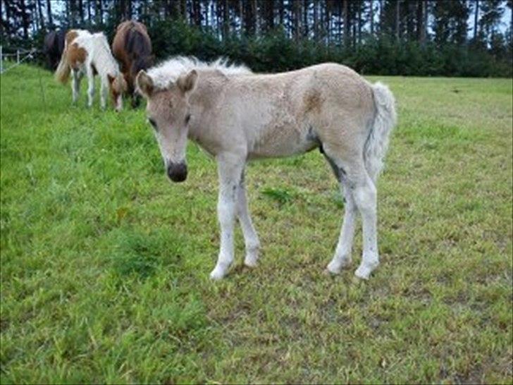 Islænder Djarfur fra Egelyst billede 5