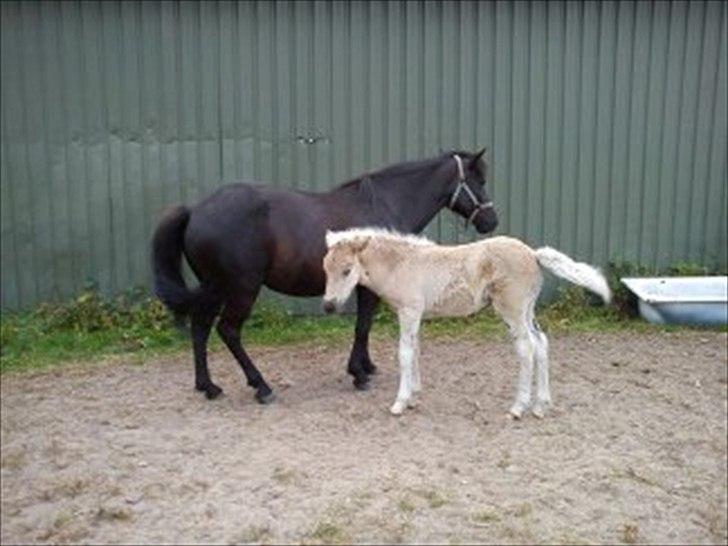 Islænder Djarfur fra Egelyst billede 6