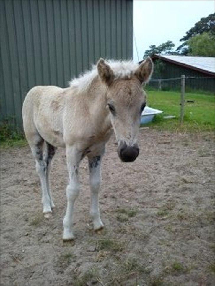 Islænder Djarfur fra Egelyst billede 7