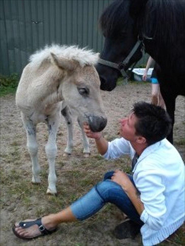 Islænder Djarfur fra Egelyst billede 8
