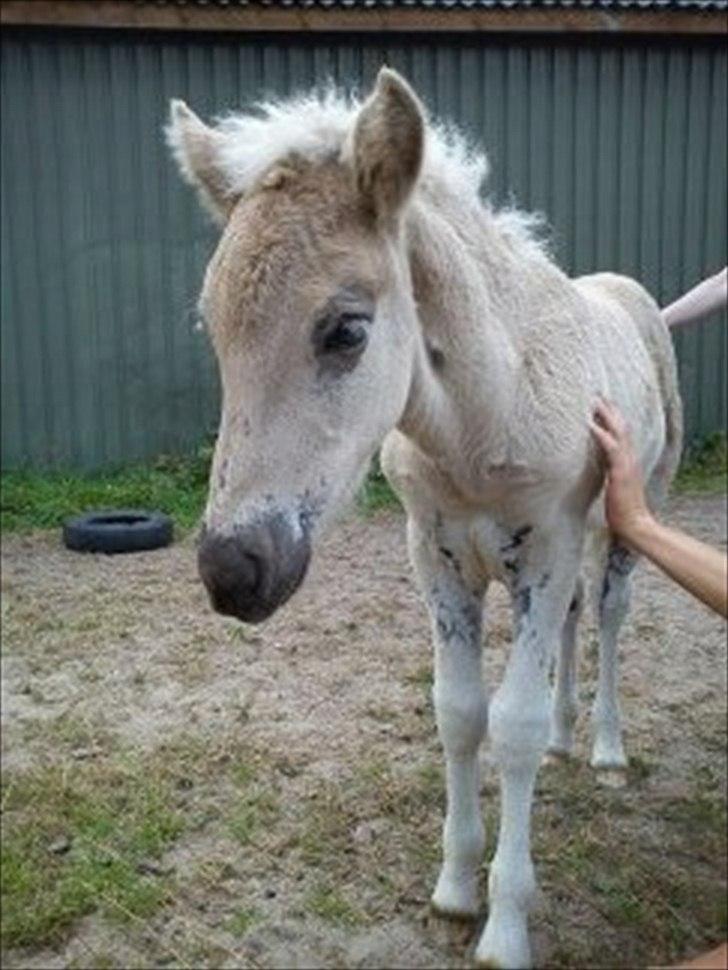 Islænder Djarfur fra Egelyst billede 9