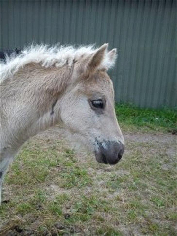 Islænder Djarfur fra Egelyst billede 10