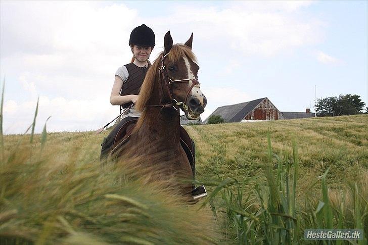 New Forest Sanchez | Morfar - Tjahhhh.......
foto: MIG billede 8