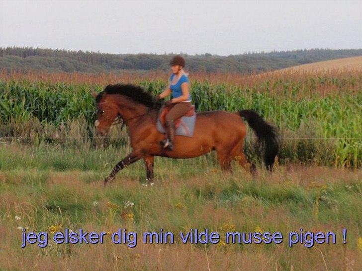 Dansk Varmblod Møllgårds Miss World Himmelhest - Så dejligt med en rask galop :D  billede 17
