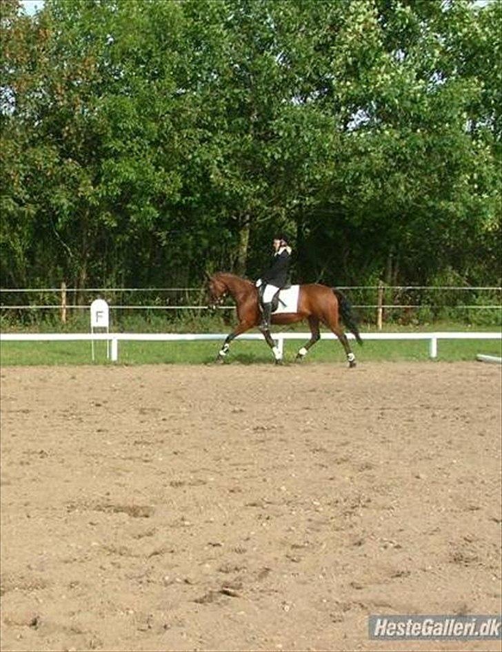 Anden særlig race Nikoline *SOLGT* billede 19