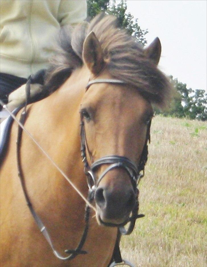 Anden særlig race Brie Marteyna billede 20