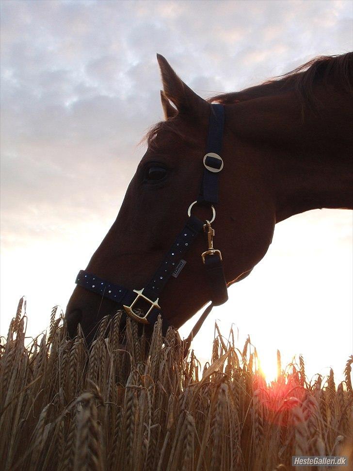 Hollandsk Sportspony Karimh J.V. *B-Pony* - Smukke basse :-) billede 4