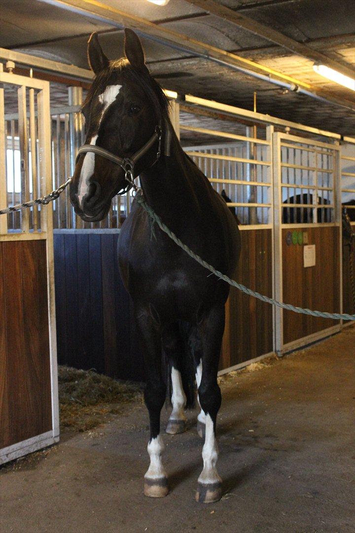 Dansk Varmblod Lillevang Felicia - På stald, lidt dårlig vinkel. :-) billede 4