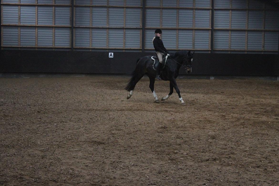 Dansk Varmblod Lillevang Felicia - Felicia og jeg i en travøgning. billede 7