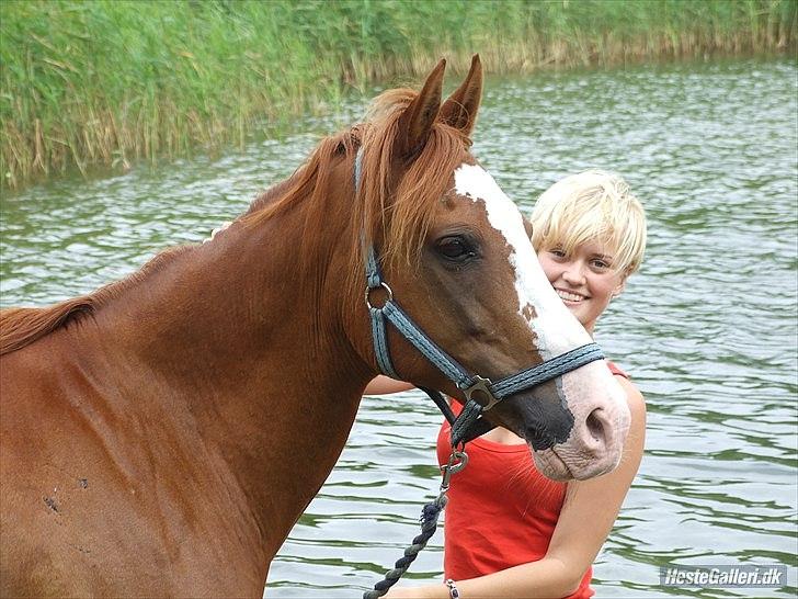 Anden særlig race † Stald Gunnartoft's Safir † - Fordi vi hygger os-
Foto: Marie billede 16