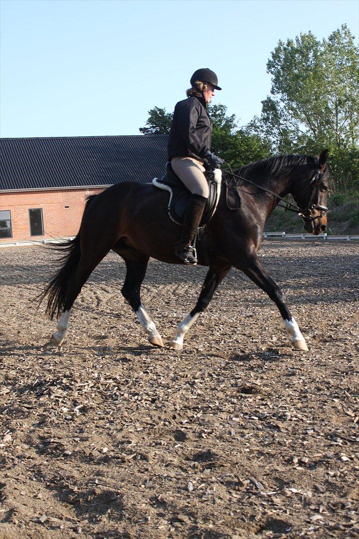 Dansk Varmblod Lillevang Felicia - Mor og Felicia træning udendørs. billede 9