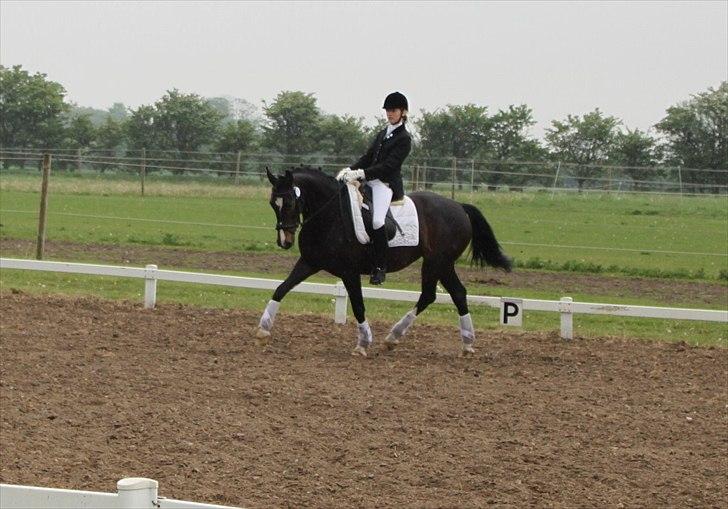 Dansk Varmblod Lillevang Felicia billede 14