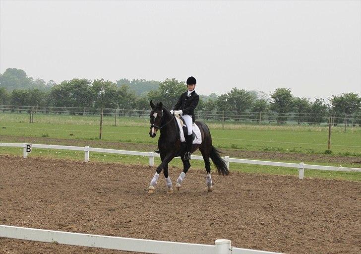 Dansk Varmblod Lillevang Felicia billede 15