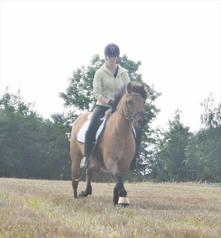 Anden særlig race Brie Marteyna - galop på skubmark :)  billede 19