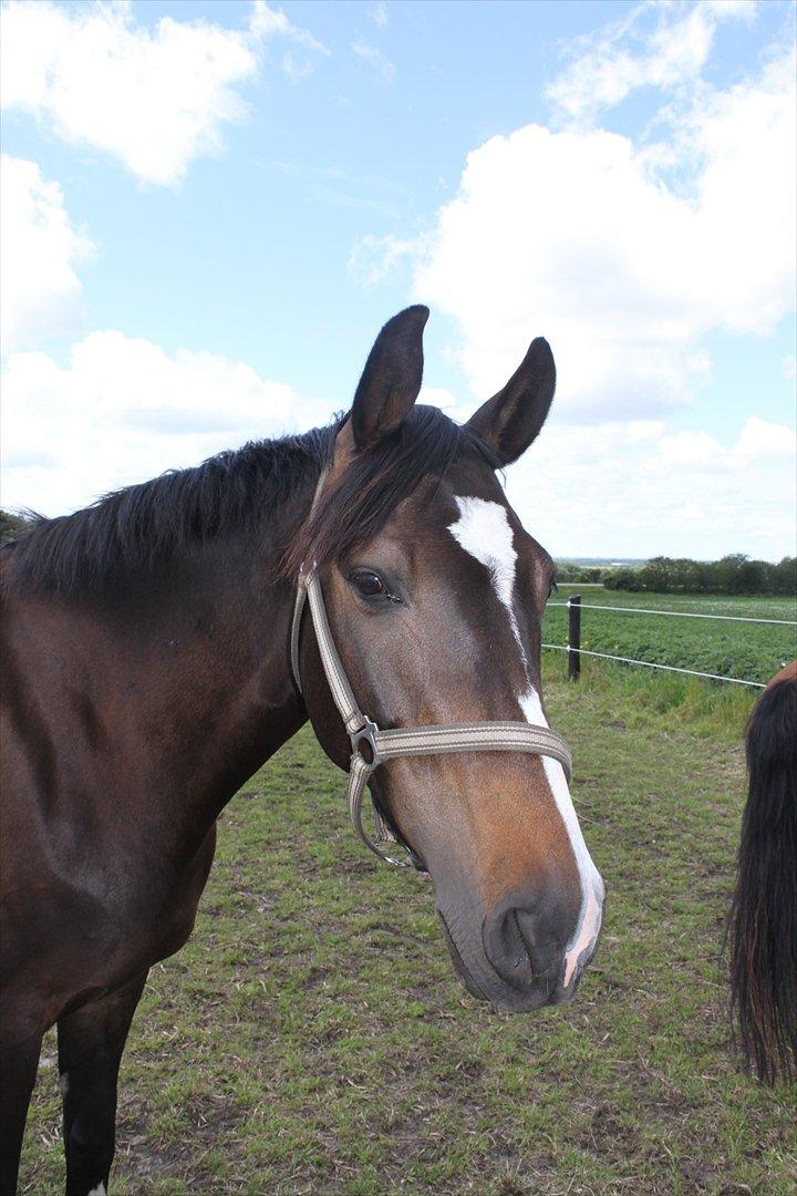 Dansk Varmblod Lillevang Felicia - På fold.  billede 17