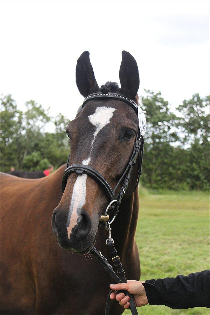 Dansk Varmblod Lillevang Felicia - Farvel og tak for denne gang. :-) Kom gerne og besøg os igen.  billede 18