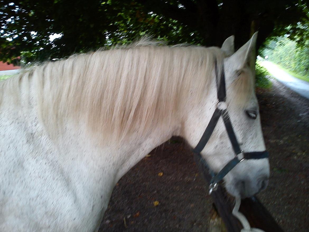 New Forest Nero  billede 6