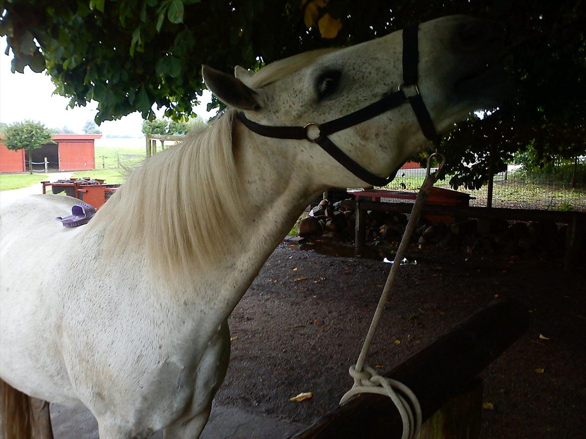 New Forest Nero  billede 7