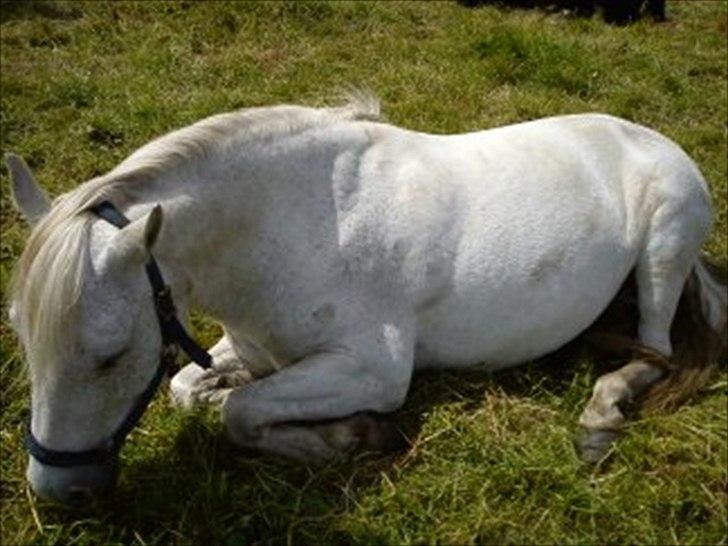 New Forest Nero  billede 8